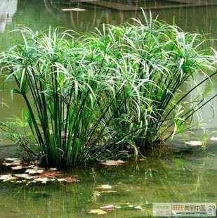 包邮水生花卉水培植物水竹旱伞草风车草室内盆栽池塘造景水棕竹苗