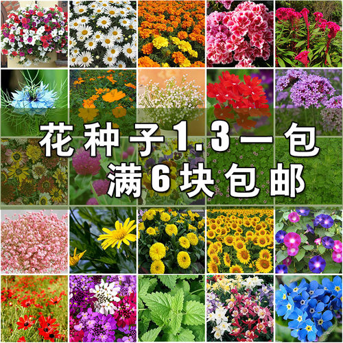 满天星三叶草阳台室内四季花种子