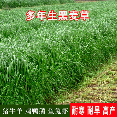 进口耐寒牧草种子多年生黑麦草种子四季常青鸡鸭鹅猪牛羊鱼草种籽