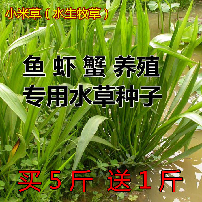 小米草种子雀叶稗湖南稷子水草虾蟹牧草种子耐涝水淹草籽鱼草种籽