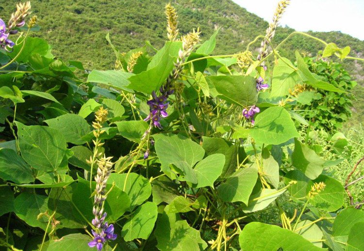 葛藤种子护坡种籽百花银背藤野葛根边坡绿化藤本植物沙土巩固爬藤