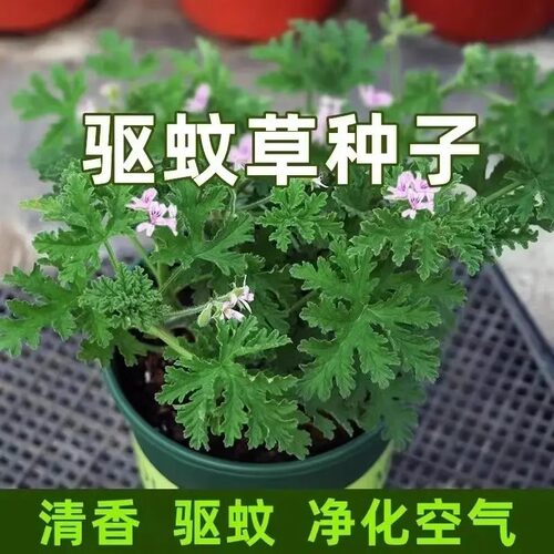 驱蚊草花种籽艾草罗勒薄荷除虫菊庭院室内外阳台四季播开花种子