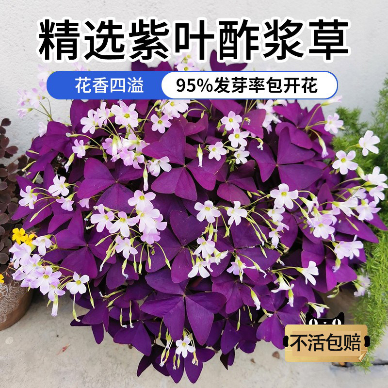 紫叶酢浆草种球幸运草多年生盆栽紫蝴蝶花卉紫色浆草炸酱草种子