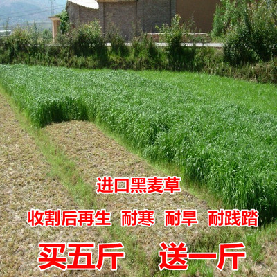 四季牛羊春天牧草种子