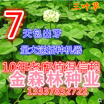 进口红白三叶草种子花籽四季青草坪牧草籽多年生易活果园绿肥植物