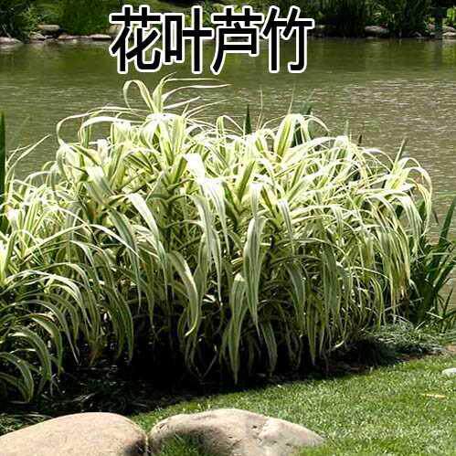水生植物 再力花种子千屈菜 花叶芦竹香蒲芦苇水葱梭鱼草鸢尾种子