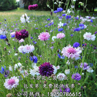 矢车菊种子花种子四季种易活花籽耐寒蓝芙蓉种子庭院室外花种籽子