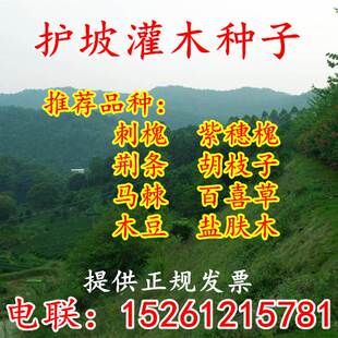 护坡灌木种子胡枝子紫穗槐小冠花荆条猪屎豆刺槐籽银合欢灌木种子