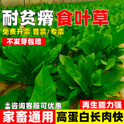 食叶草种子高蛋白高产耐贫瘠进口牛羊猪鸡鸭鹅鱼优质食用牧草种子
