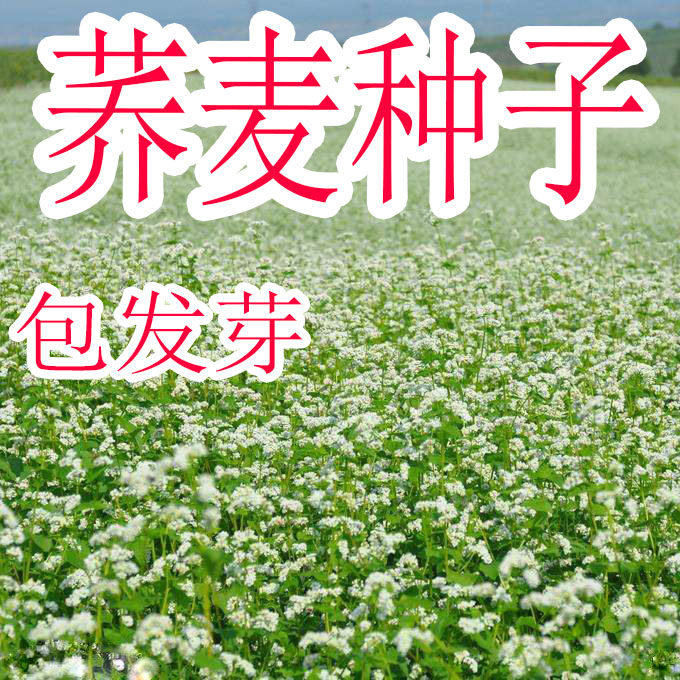 热带蜜源植物有哪些 蜂蜜的作用与功效 专业蜜蜂养殖蜂产品知识资讯网 蜂蜜百科常识网
