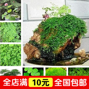 四季爬藤假山草种子 造盆景珍珠草种 吸水石专用草籽鱼缸草微景观