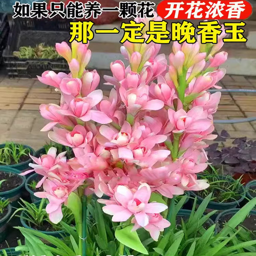 晚香玉种球重瓣大花球根多芽多年生浓香型切花庭院阳台花卉籽盆栽