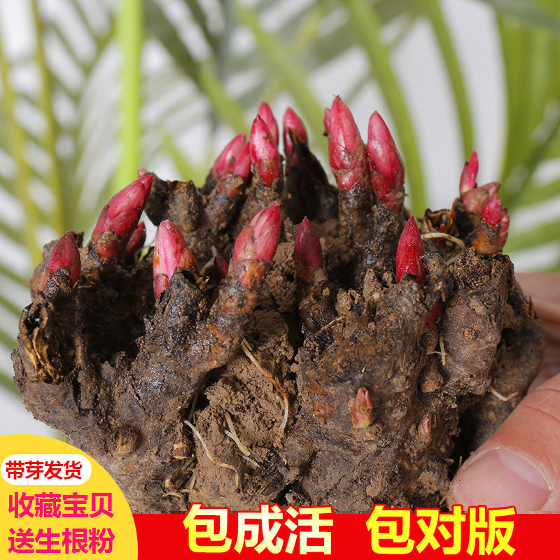 带芽芍药花根块四季易活花苗花卉植物花种子阳台盆栽庭院地载室内
