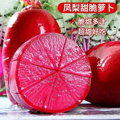 脆甜凤梨水果萝卜种子紫美人婕美潍县青水果萝卜四季阳台盆栽种子