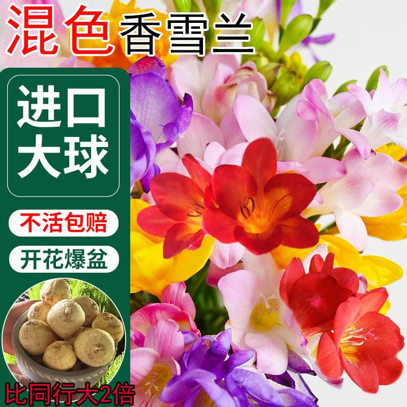 香雪兰种球混色小苍兰盆栽四季开花进口好养易种花卉盆栽植物种子图片