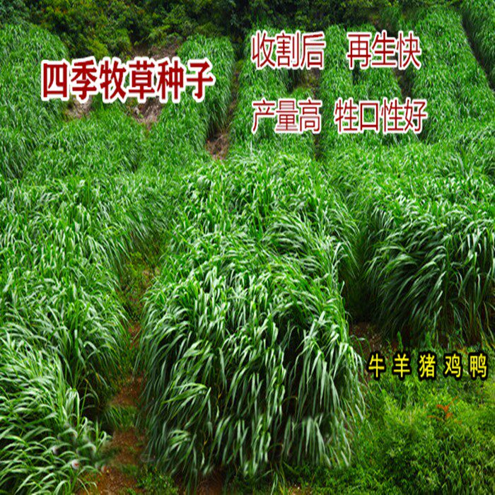 进口耐寒牧草多年生黑麦草种子四季常青养殖鸡鸭鹅猪牛羊鱼草种籽