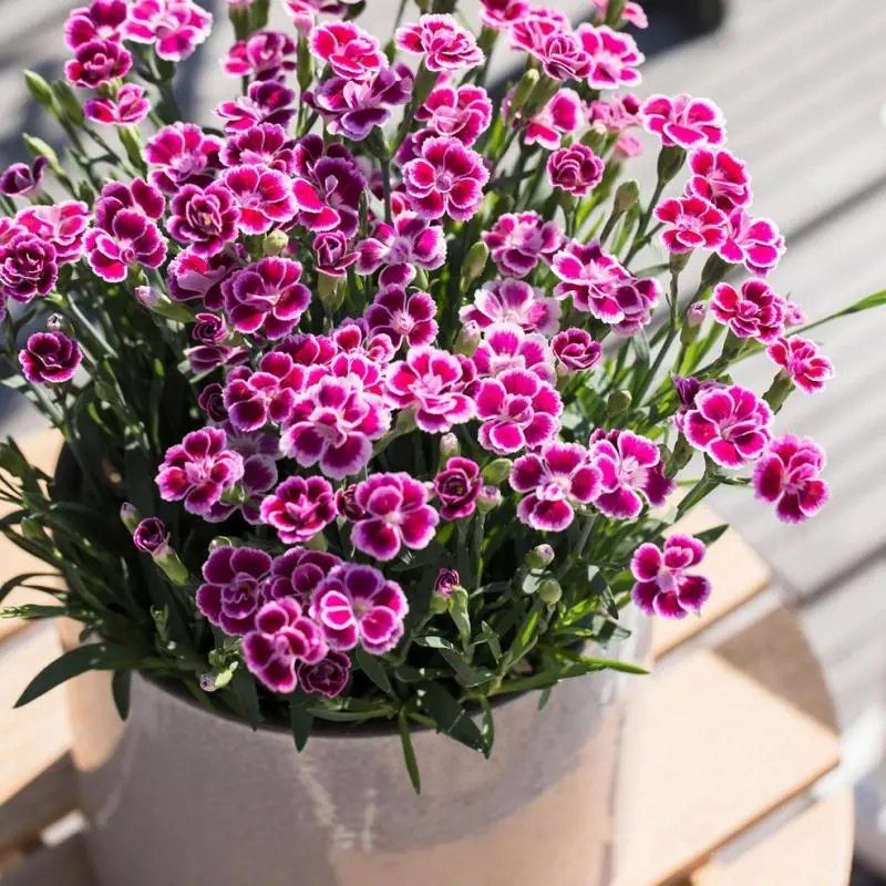 欧石竹初吻盆栽蜜桃派初恋耐寒地被绿植庭院草坪四季开花卉花期长