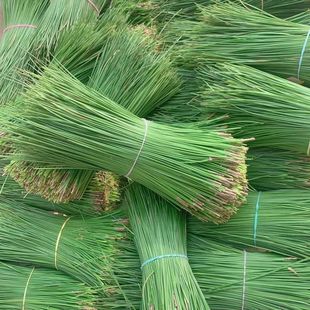 食用干鱼新鲜松针中药材马尾松松叶酵素枕头芯养生茶蒸包子蒸笼垫