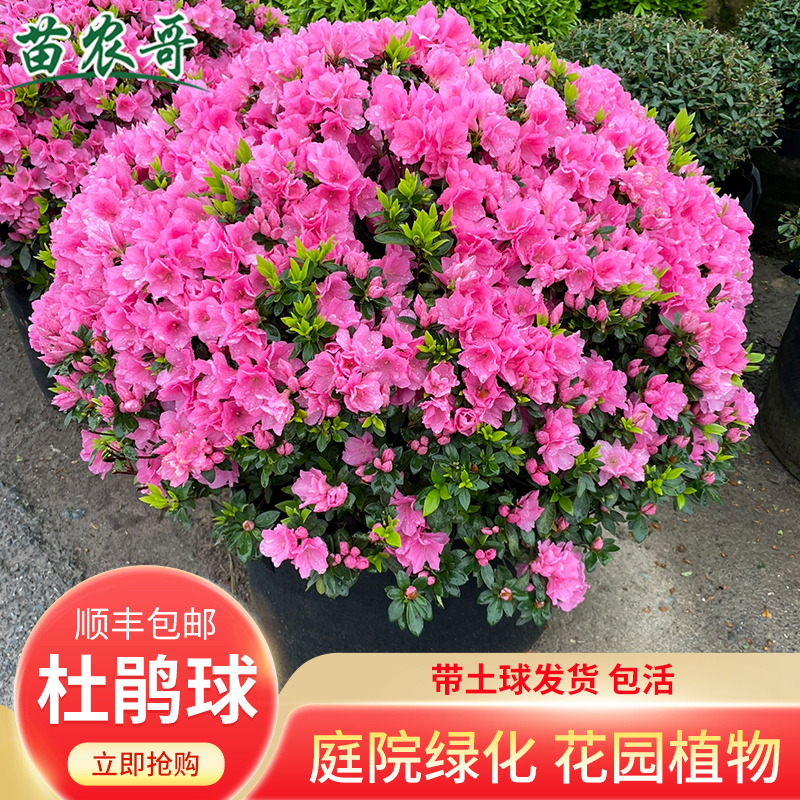 优选杜鹃球室外种植庭院花园绿化植物 常绿开花S耐寒花卉绿植苗.