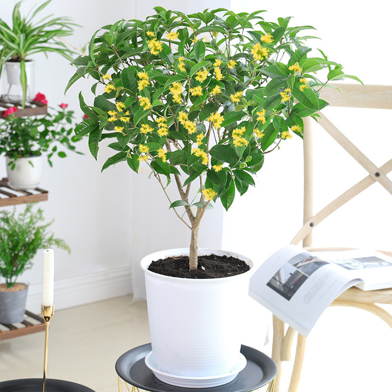 盆栽桂花树金桂多少钱 盆栽桂花树金桂优惠券免费领取 有条鱼