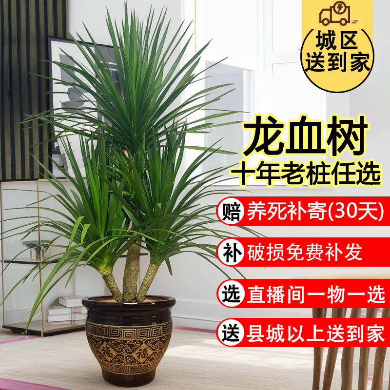 室内新手龙血树多头老桩大型绿植
