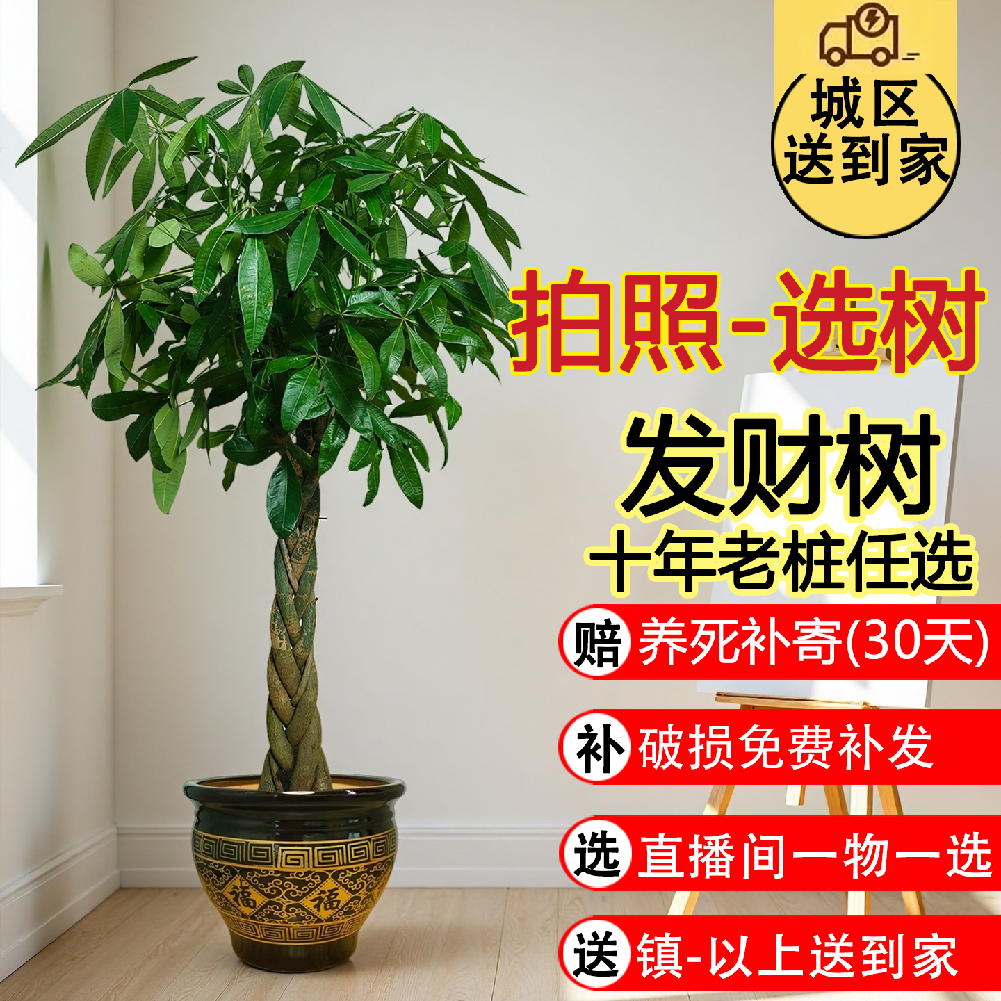 发财树老桩盆栽盆景四季好养绿植