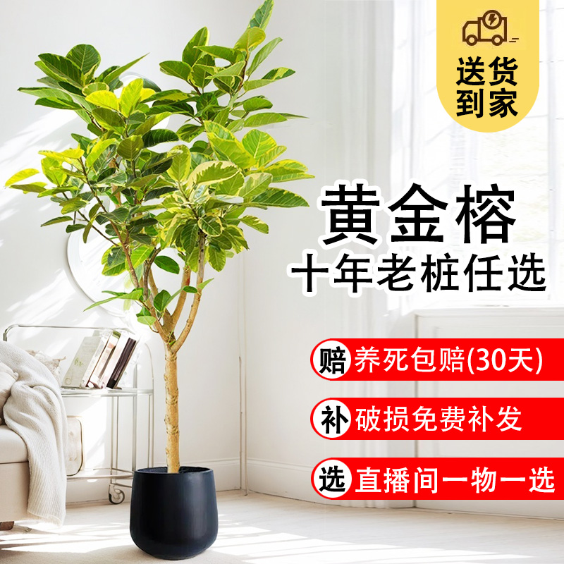 富贵榕室内外净化空气装饰除甲醛