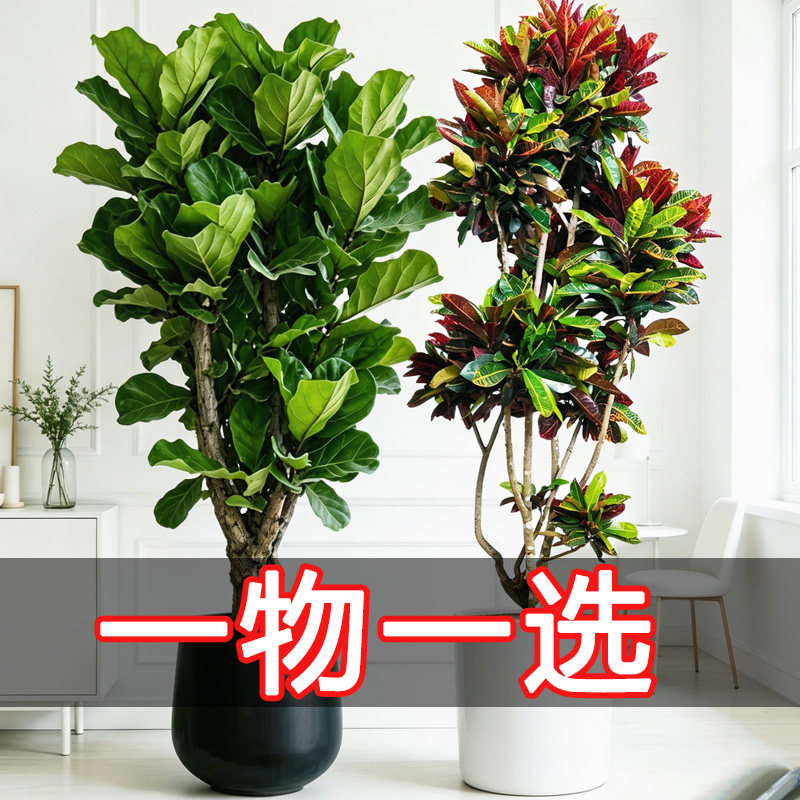 高级感客厅摆件室内植物办公室大盆绿植大型盆栽老桩盆景开业乔迁
