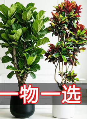 高级感客厅摆件室内植物办公室大盆绿植大型盆栽老桩盆景开业乔迁