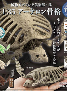 日本正版SO-TA 博物馆仿真海龟骨骼扭蛋 1/35 不可动迷你乌龟模型