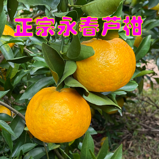 福建正宗永春芦柑新鲜当季水果肉嫩多汁营养丰富橙子蜜桔蜜橘桔子