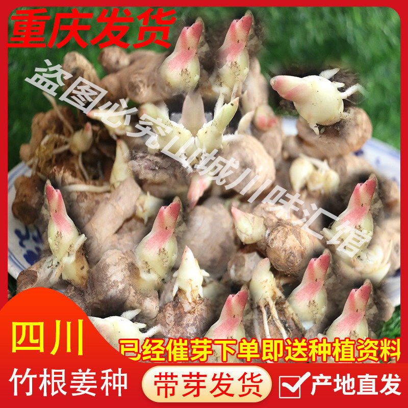 四川竹根姜种新鲜嫩姜种仔姜种红芽姜种重庆和林菜姜种带芽送资料