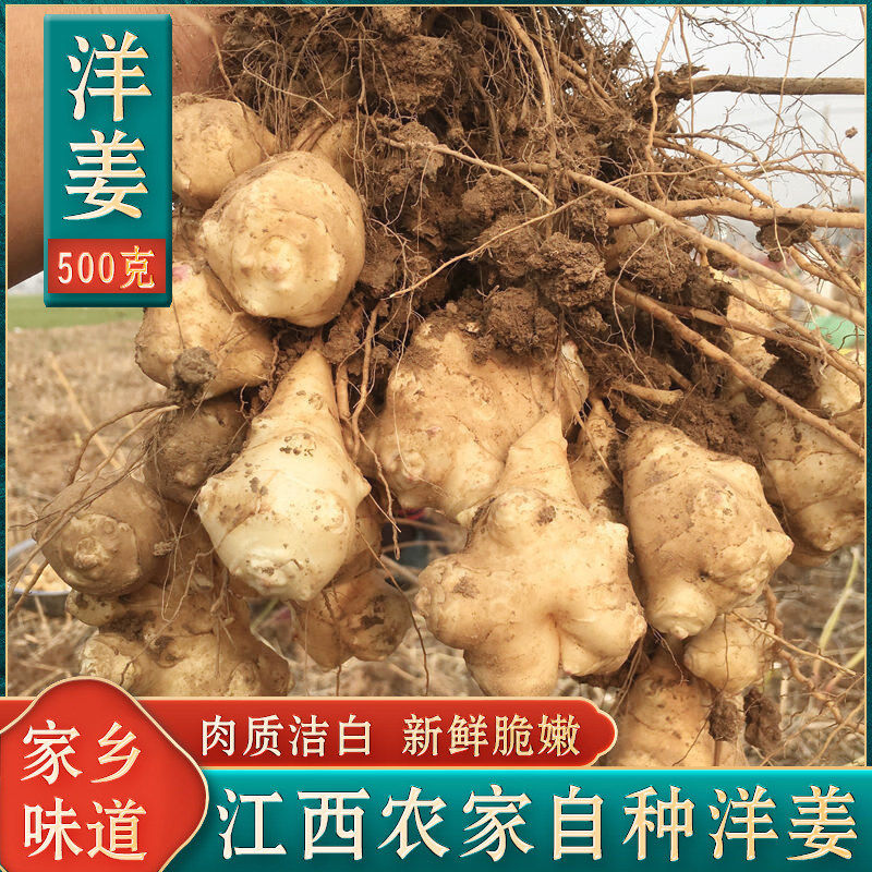 江西新鲜洋姜现挖鬼子姜菊芋嫩姜农家自种可腌制咸菜泡菜食用生姜