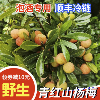 2025贵州野生青红杨梅新鲜青杨山酸杨梅鲜果泡酒现摘专用孕妇水果