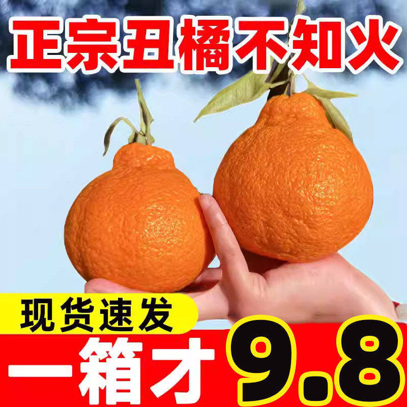四川不知火丑橘桔子当季新鲜时令水果现摘现发整箱包邮柑非耙耙橘