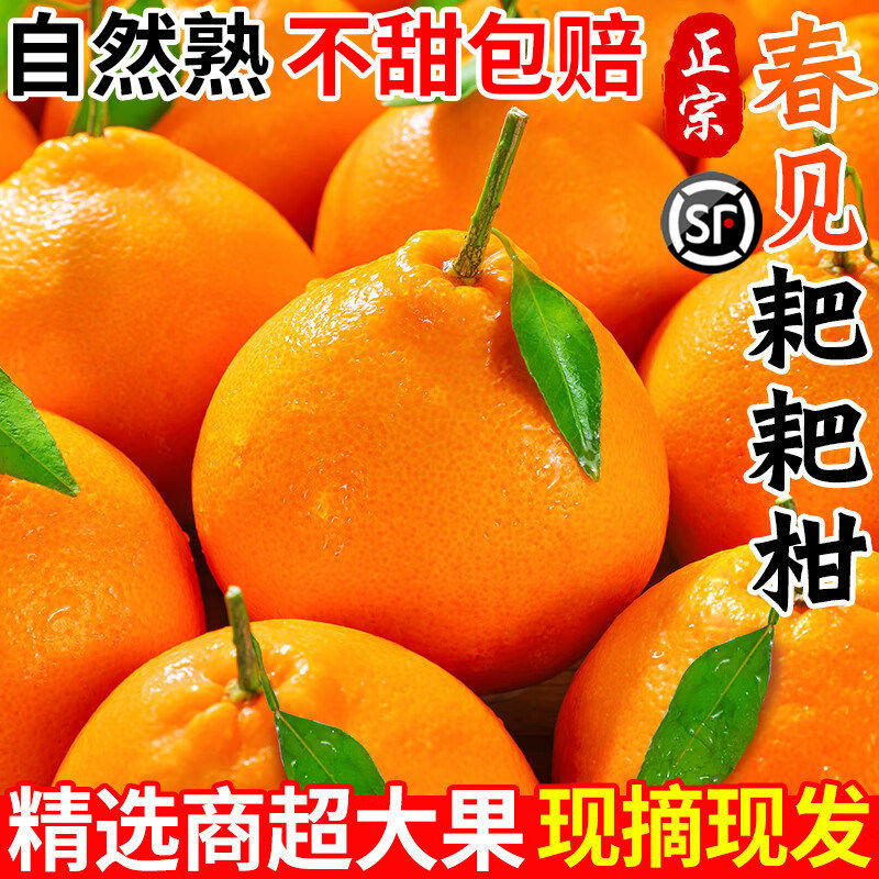 正宗四川春见耙耙柑粑粑柑杷杷柑新鲜水果整箱当季丑桔子橘旗舰店