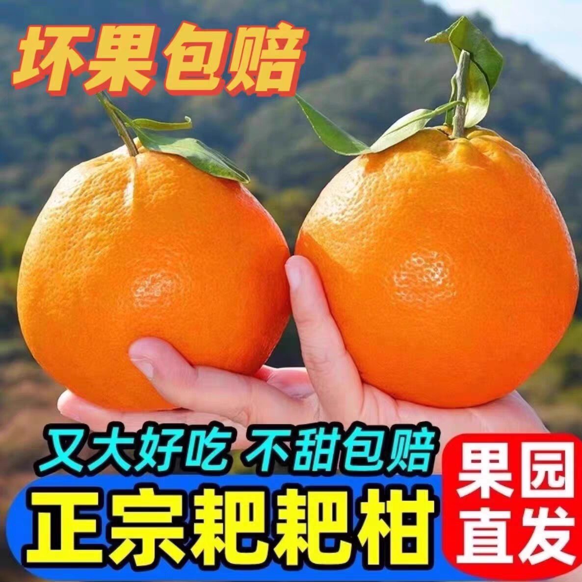 四川正宗春见耙耙柑9斤水果新鲜当季整箱丑粑粑八怪桔不橘子知火