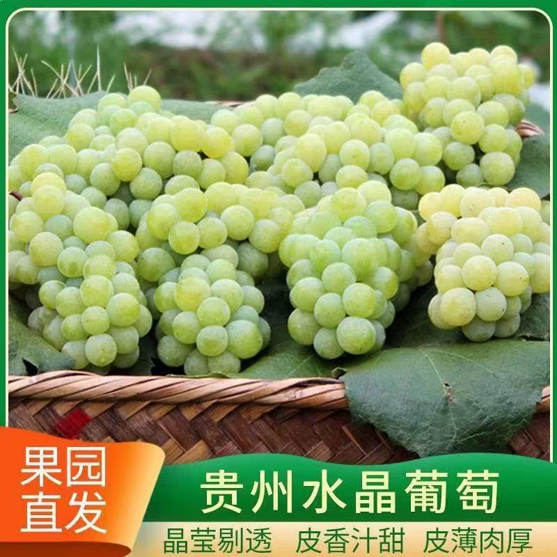 贵州特产水晶葡萄农家自