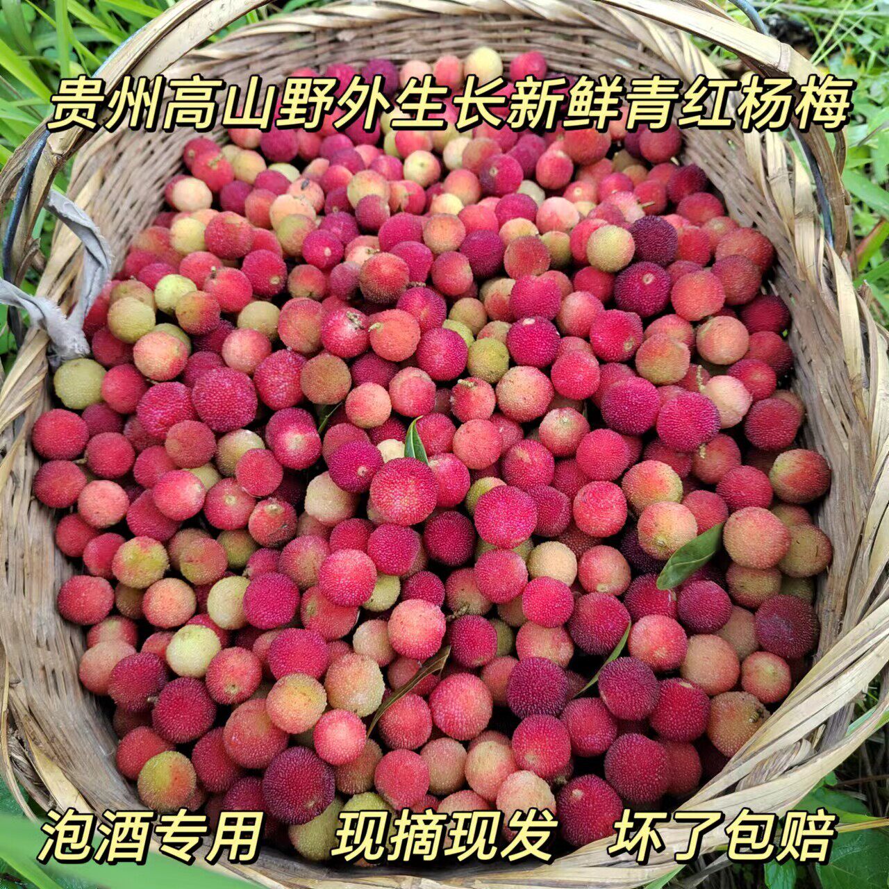正宗高山野生青杨梅果新鲜泡酒青红小杨梅孕妇当季水果  现摘现发