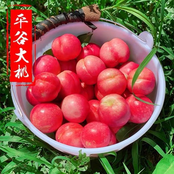 正宗北京平谷红油桃脆甜