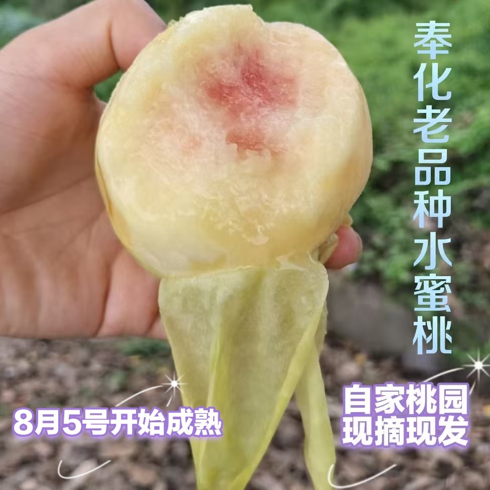 彬彬家老品种奉化水蜜桃