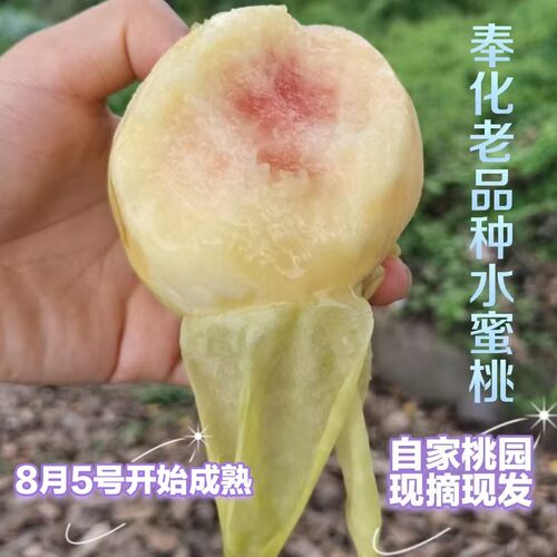 彬彬家老品种奉化水蜜桃
