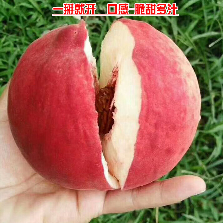 正宗平谷大桃子30年老树