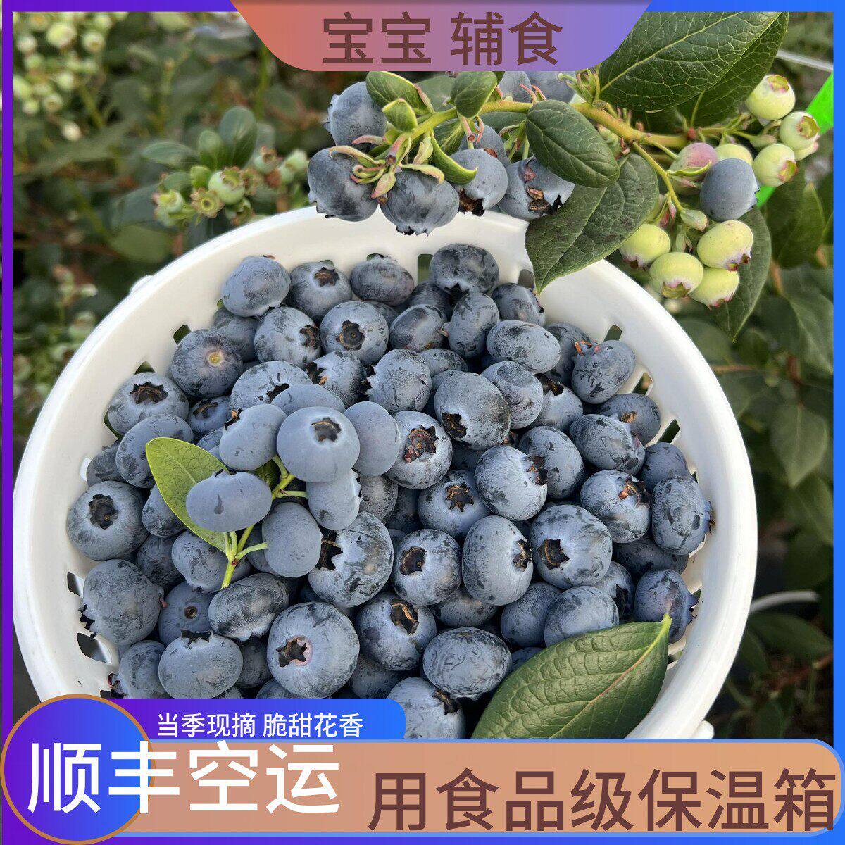桶装花香高山蓝莓l25应当季水果枝整特大果包邮沃怡佳颗冠 顺丰