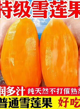 精选云南天山雪莲果新鲜水果当季低糖黄心5斤特级大果脆甜一整箱
