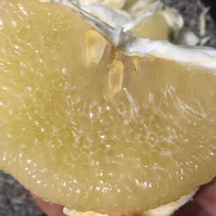 精品正宗玉环文旦柚子浙江台州楚门柚子当季老树新鲜水果孕妇蜜柚