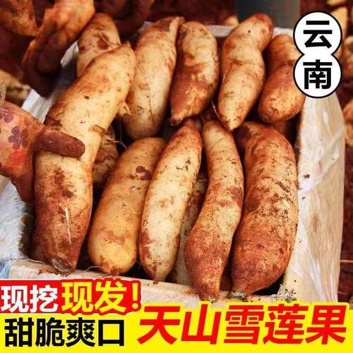 现挖雪莲果新鲜水果9斤应当季现黄心特级云南雪天山连果整箱包邮