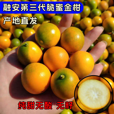 融安第三代脆蜜金柑 纯甜无酸正宗广西金桔新鲜水果树上自然熟