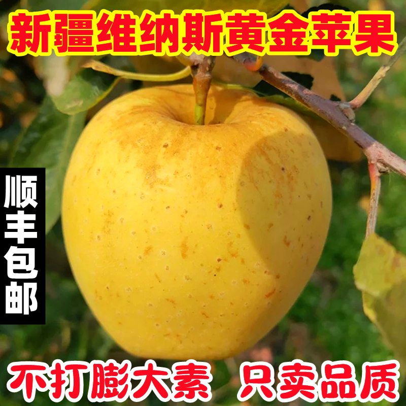 新疆阿克苏黄金维纳斯黄金苹果水果新鲜奶油富士丑苹果
