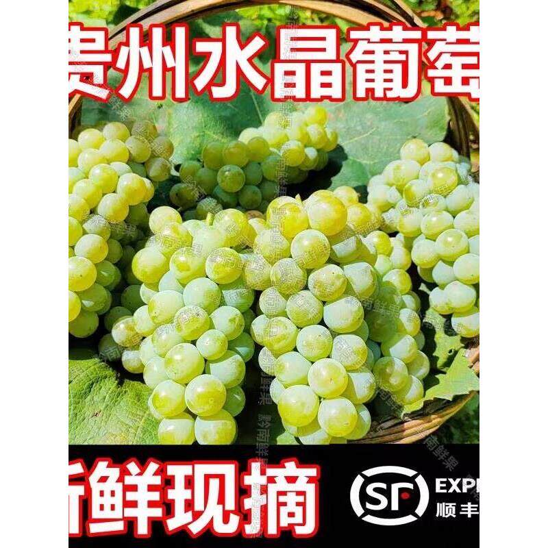 【顺丰】贵州水晶葡萄新